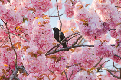 Blackbird perching on cherry blossom