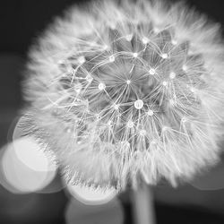 Close-up of dandelion flower