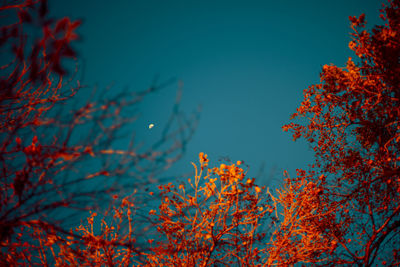 Low angle view of trees against sky during autumn