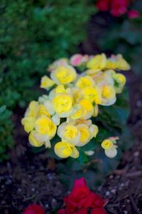 Close-up of yellow flower