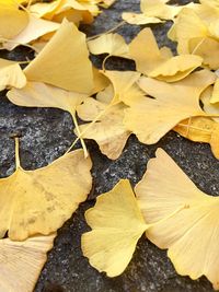 Close-up of leaves on ground