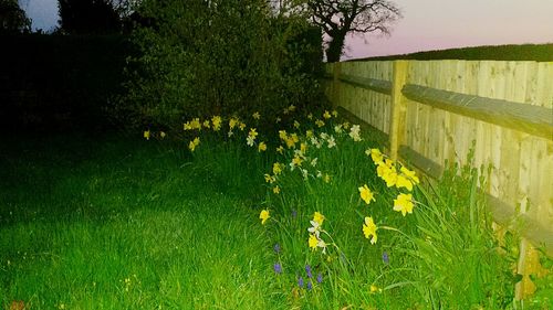 Plant growing on grassy field