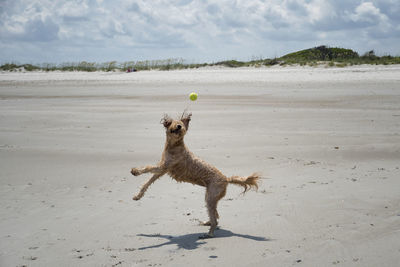 Full length of dog playing with ball at beach during sunny day