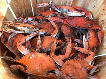 High angle view of dead fish