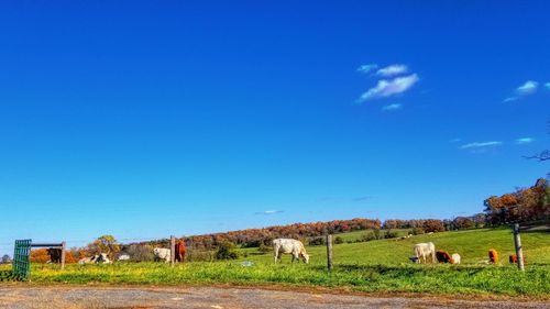 Agricultural field against blue sky