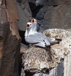 High angle view of birds perching on rock