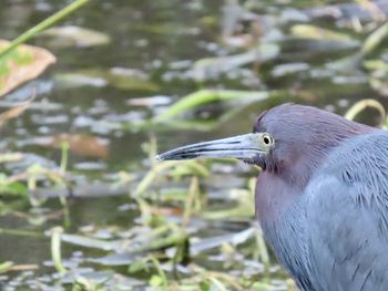 Close-up of a little blue heron perching