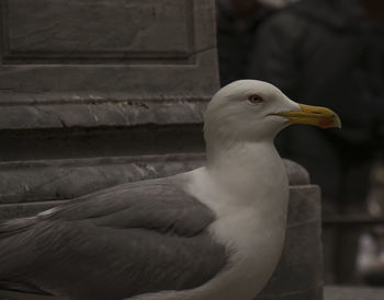 Close-up of bird