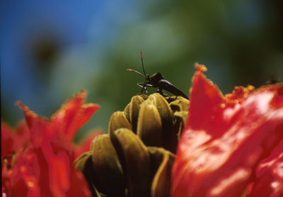 Close-up of insect on red flower