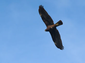 Low angle view of eagle flying against clear blue sky