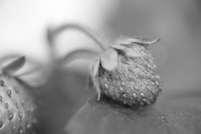 Close-up of lizard on dry leaf