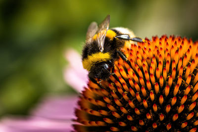 Close-up of bee pollinating on flower