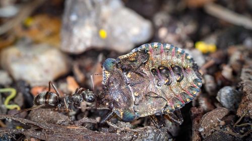 Close-up of a reptile on a field