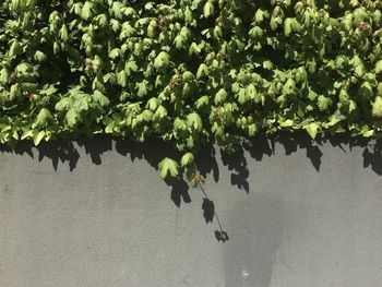 High angle view of grapes on tree