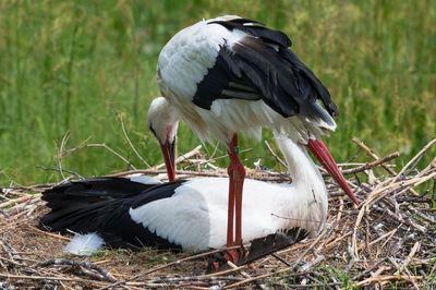Close-up of bird perching on field