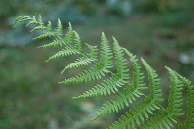 Close-up of fern leaves