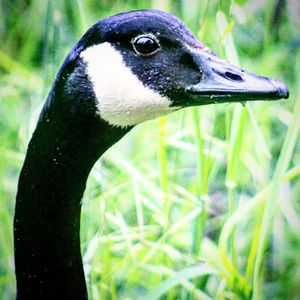 Close-up of a bird