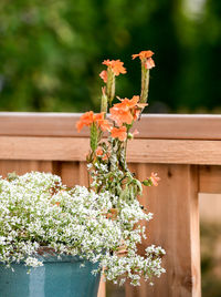 Close-up of potted plant