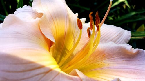 Close-up of day lily blooming outdoors