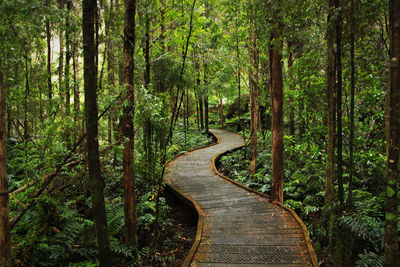 Dirt road passing through forest