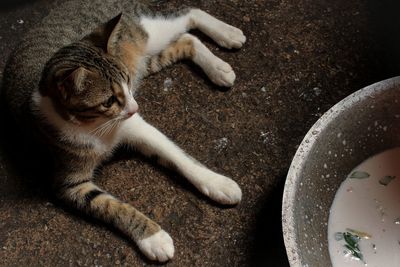 High angle view of cat relaxing