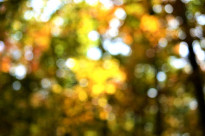 Defocused image of tree