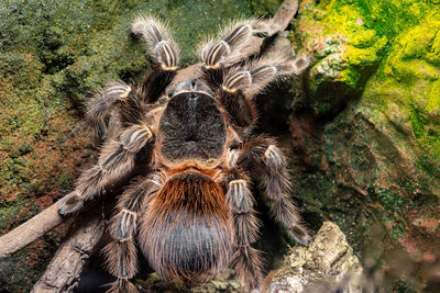 Close-up of an animal on tree trunk