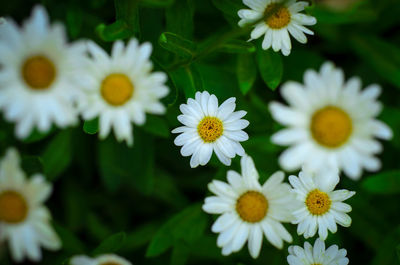 Close-up of white daisy flowers