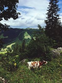 High angle view of mushroom on field against sky