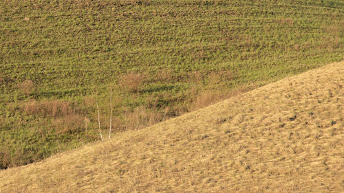 Scenic view of field