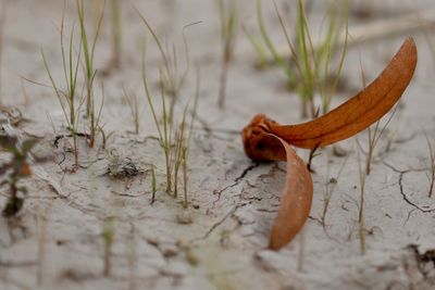 Close-up of lizard