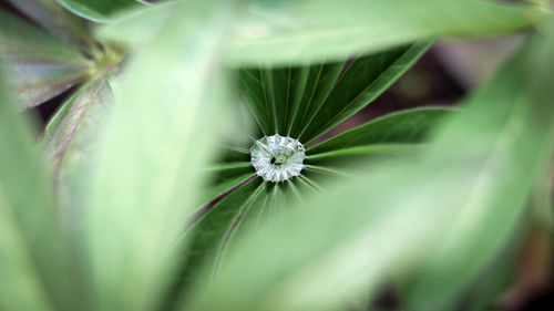 Close-up of white flower