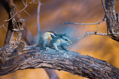 Close-up of lizard on tree trunk