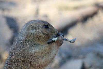 Close-up of an animal