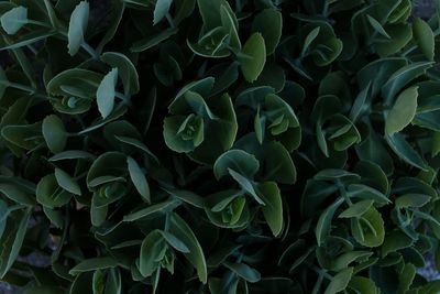 Full frame shot of plants