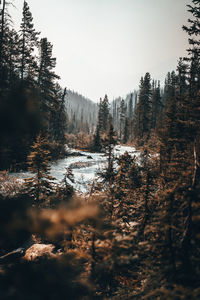 Scenic view of forest against sky during winter