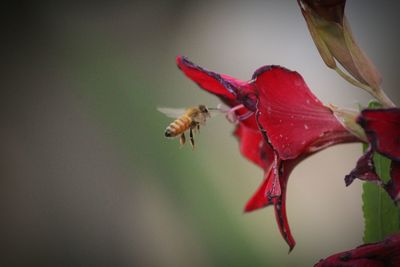 Close-up of insect on red flower