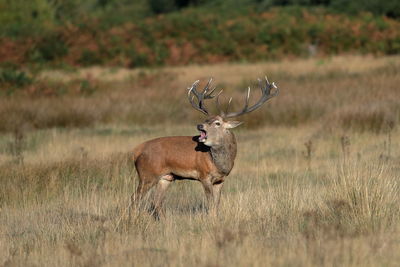 A rutting red deer stag
