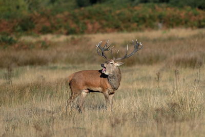 Deer standing on field