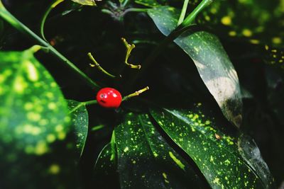 Close-up of ladybug on plant