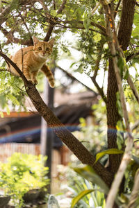 Close-up of squirrel on tree