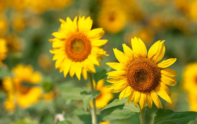 Close-up of yellow sunflower