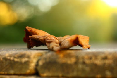 Close-up of dried autumn leaf on wood