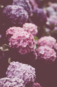 Close-up of pink flowers