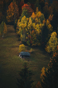 Trees in forest during autumn