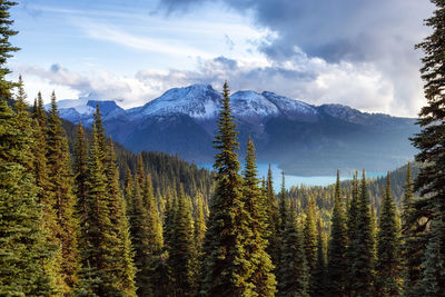 Panoramic view of pine trees on mountains against sky