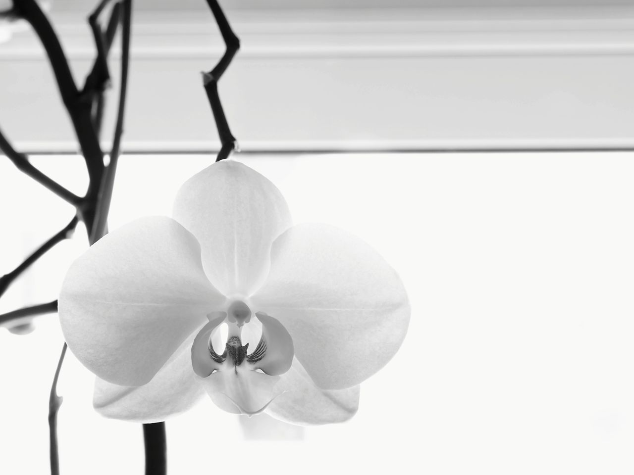 CLOSE-UP OF WHITE ORCHID AGAINST PLANT