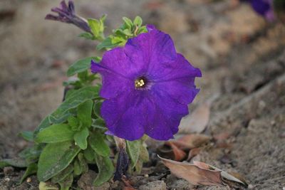 Close-up of purple flower blooming outdoors