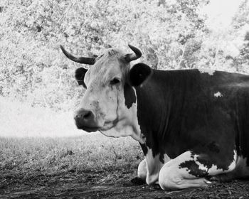 Portrait of cow on field