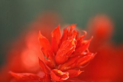 Close-up of red flower